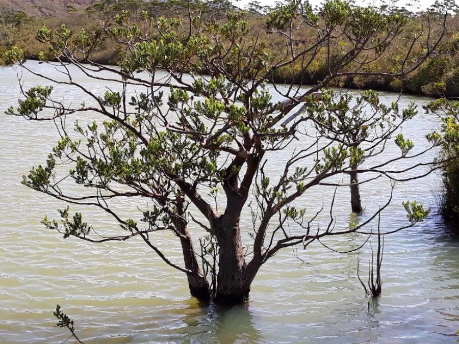 Retrophyllum minus habit