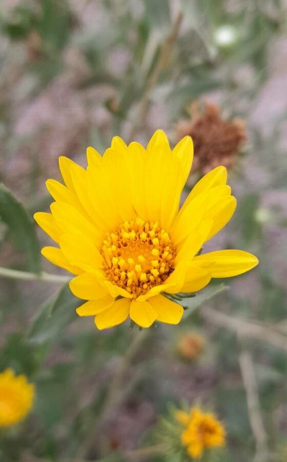 Grindelia cabrerae flower