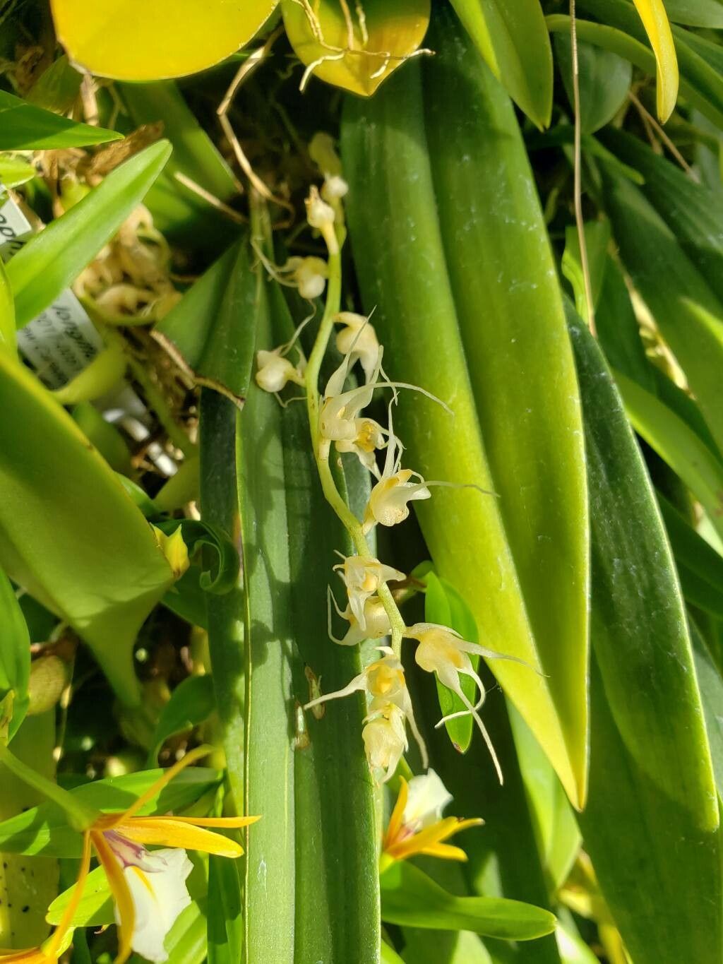 Bulbophyllum korthalsii — houseplant care guide