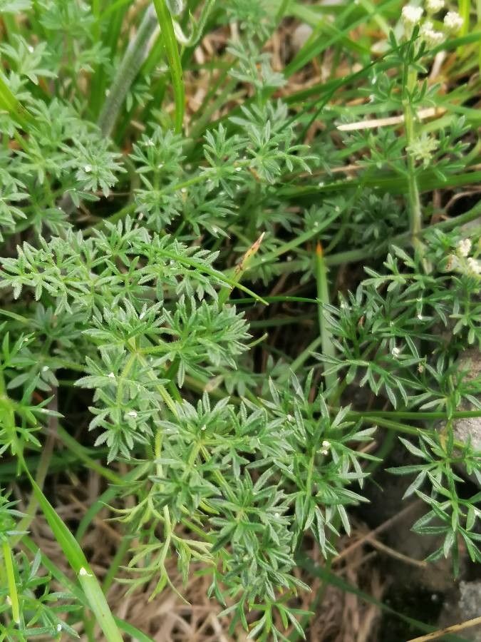 Athamanta cretensis leaf
