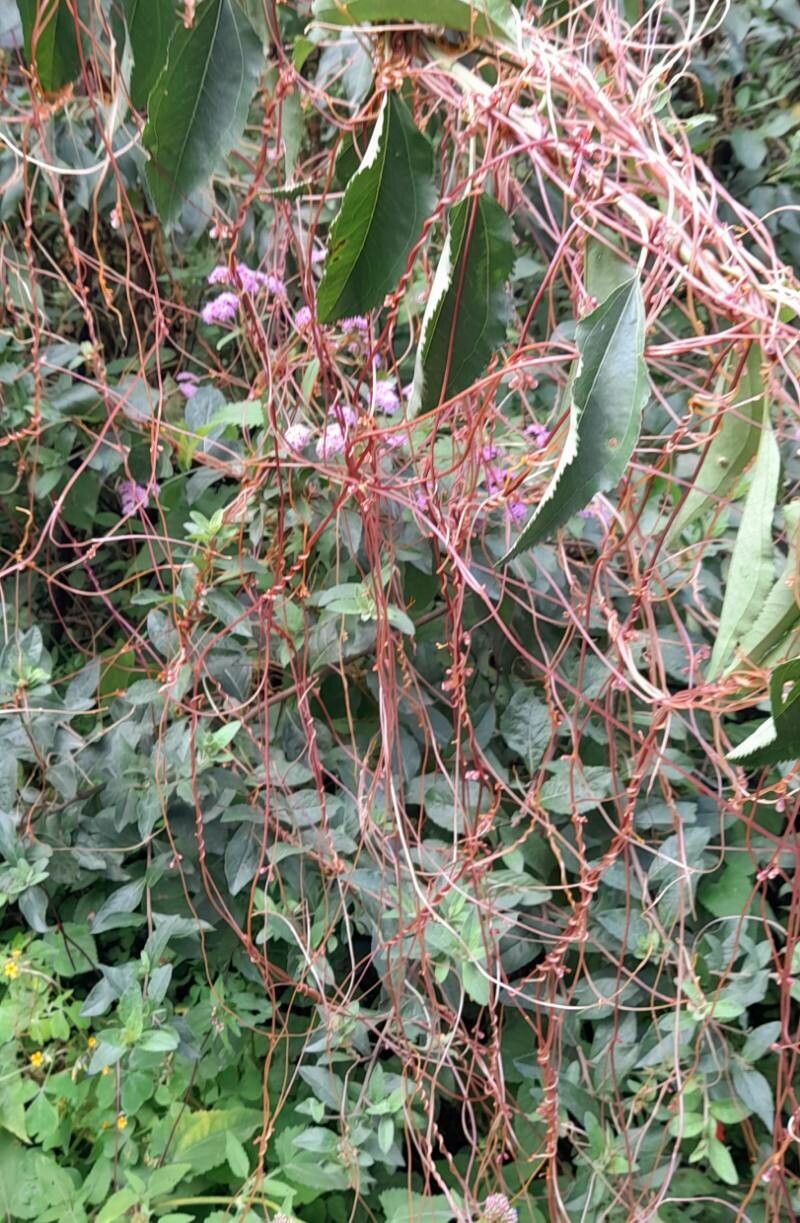 Cuscuta grandiflora habit