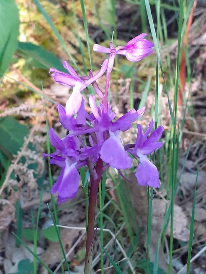 Orchis langei flower