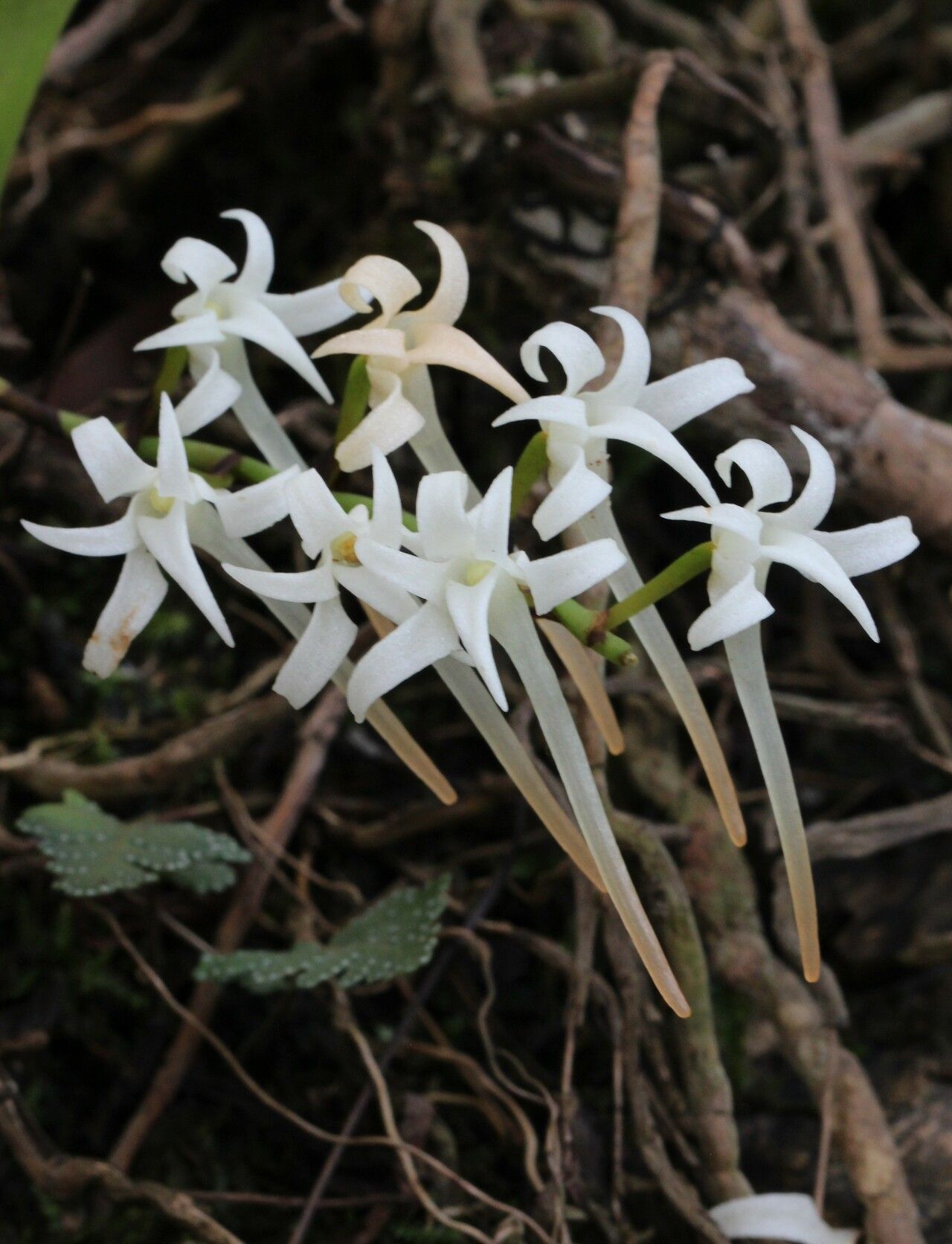Cyrtorchis ringens flower