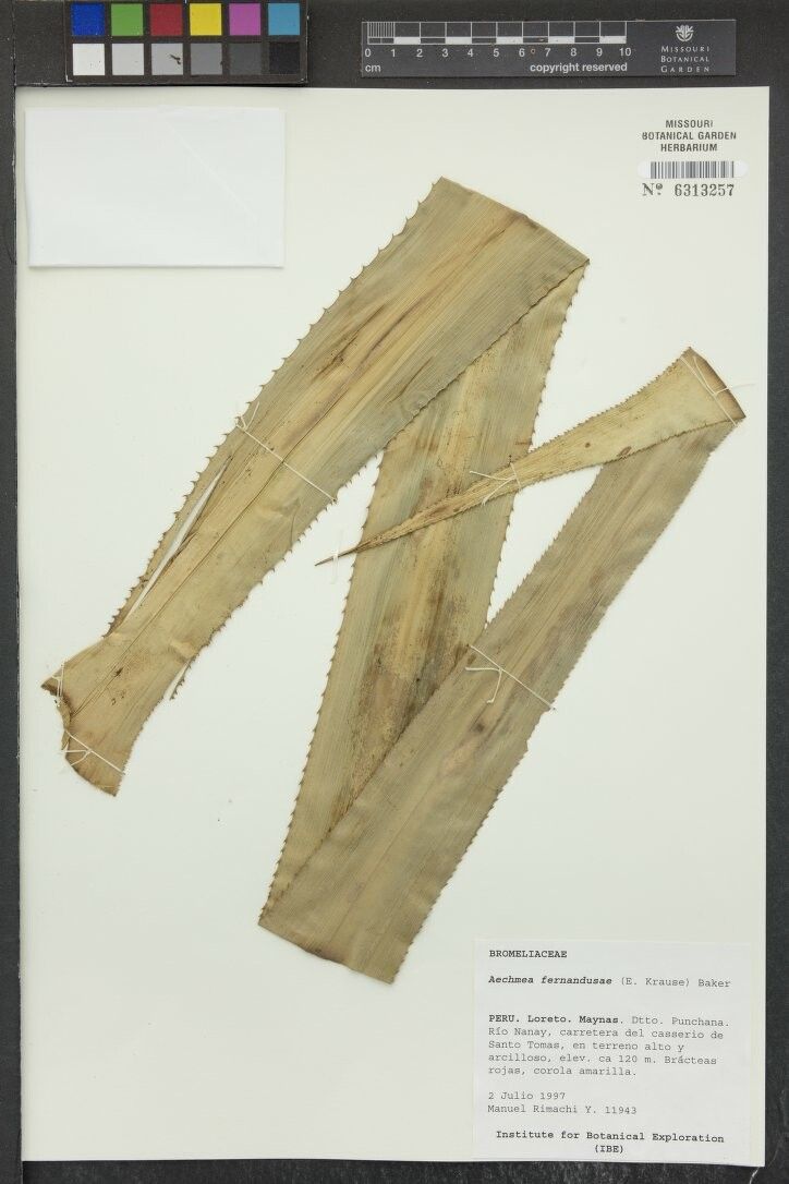 Aechmea fernandae — search result for 'Aechmea'