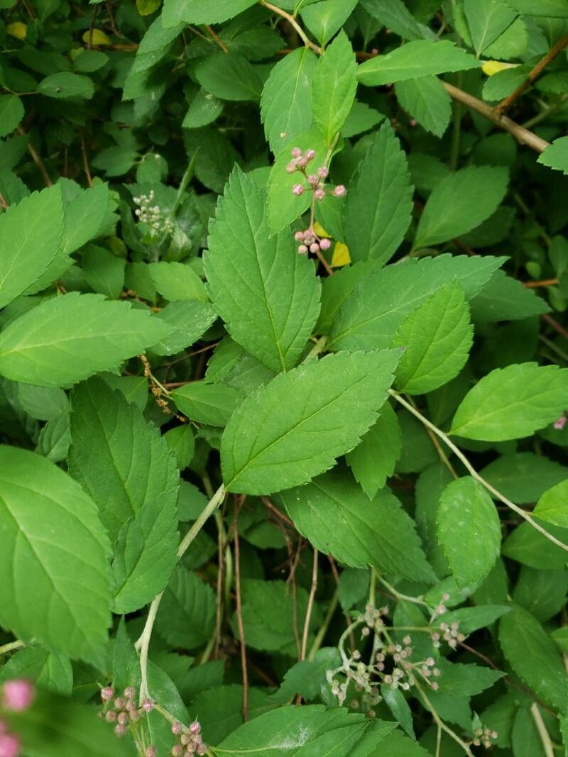 Spiraea japonica