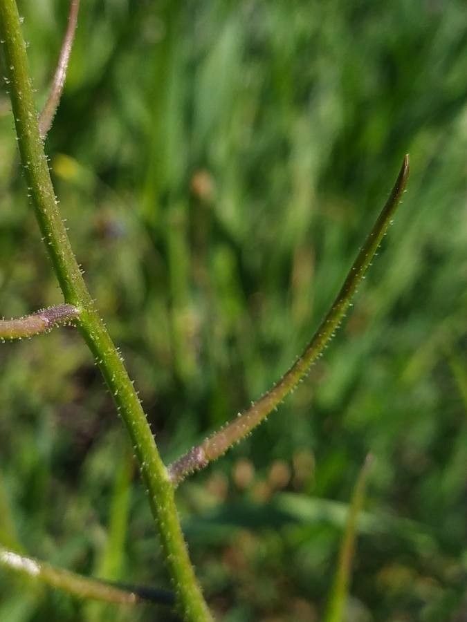 Chorispora tenella fruit