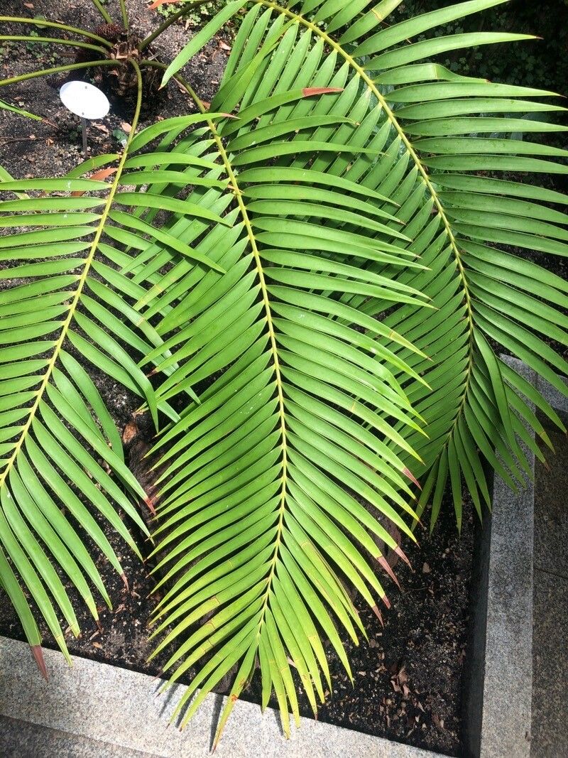 Encephalartos trispinosus — search result for 'Encephalartos'