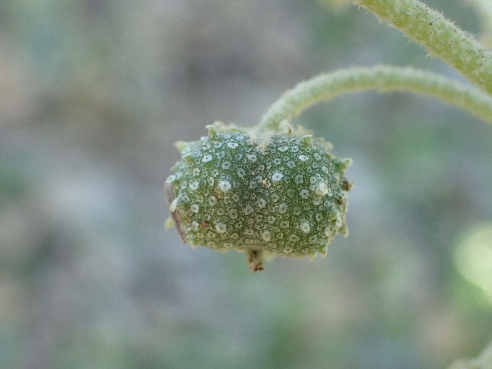 Chrozophora tinctoria fruit