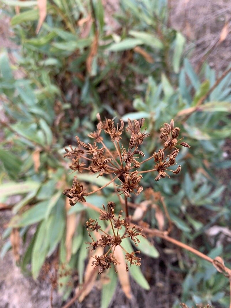 Bupleurum gibraltaricum fruit