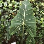 Alocasia zebrina