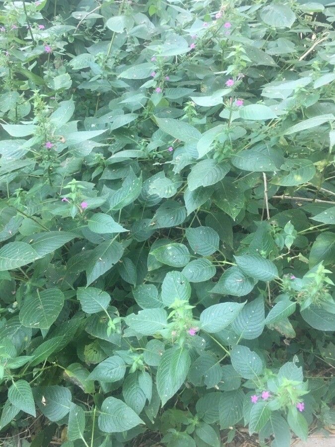 Ruellia paniculata habit