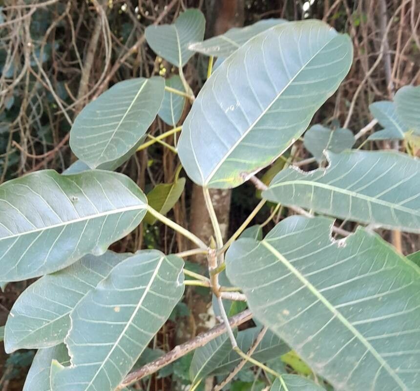 Ficus luschnathiana — search result for 'Ficus'