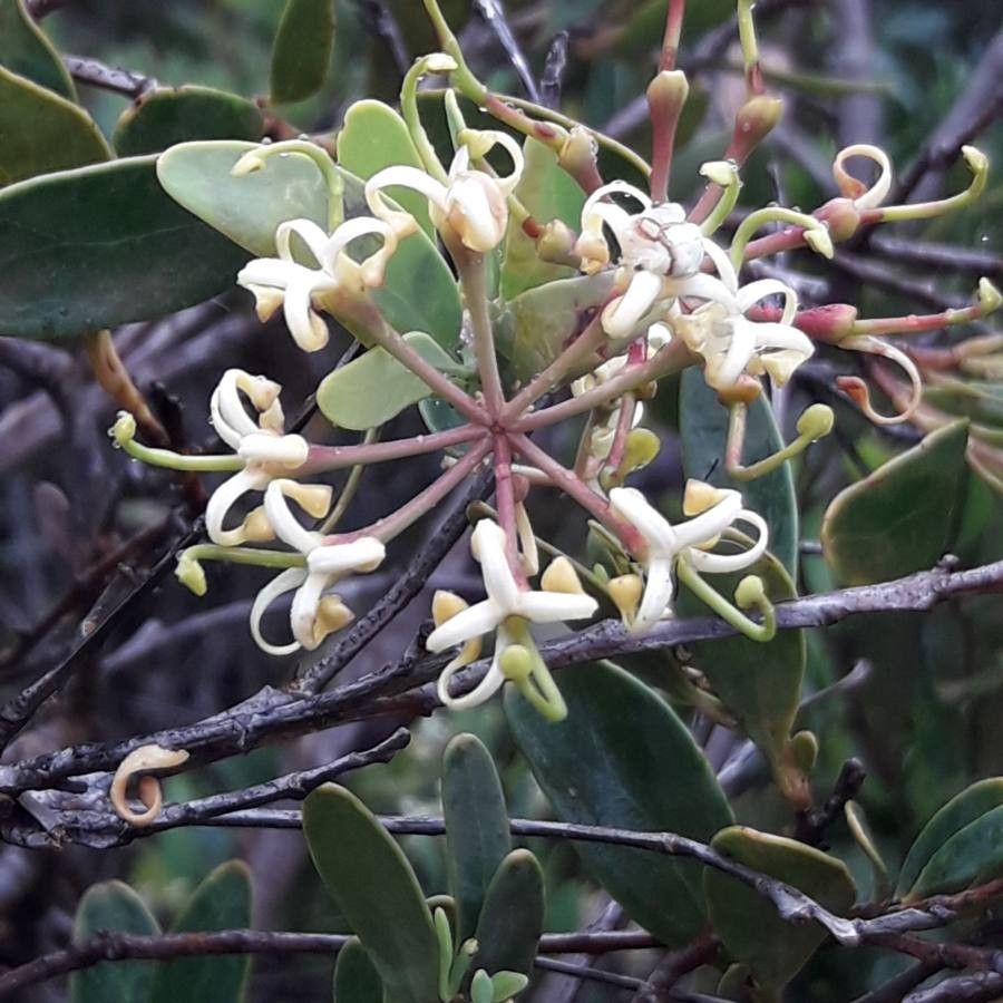 Stenocarpus milnei flower