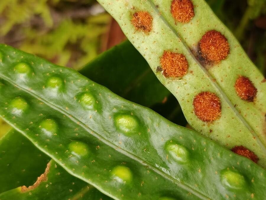 Pleopeltis macrocarpa fruit