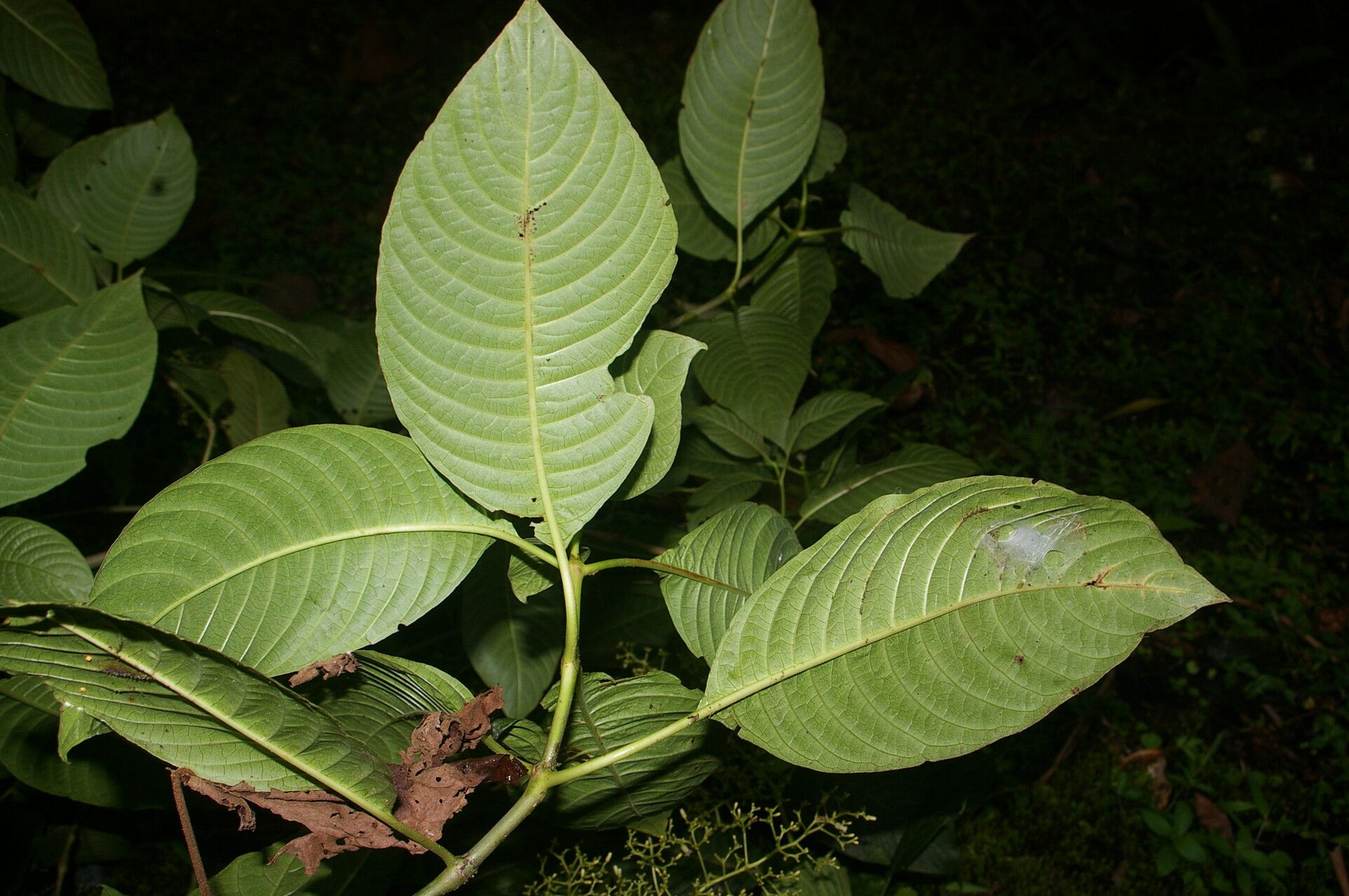 Palicourea angustiflora leaf