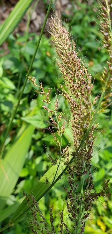 Setaria sulcata fruit