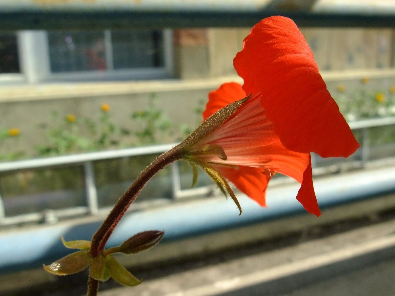 Pelargonium boranense flower