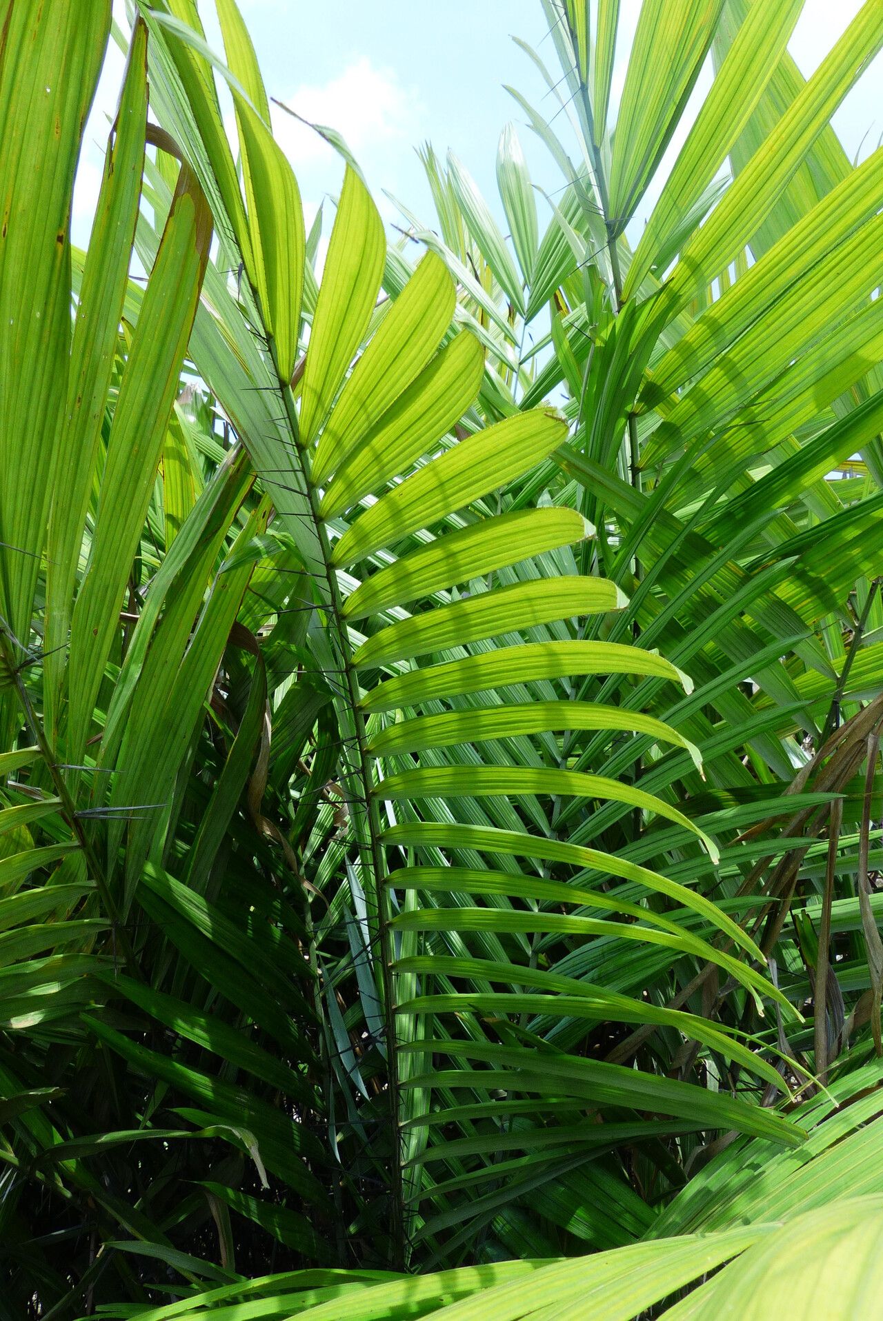Astrocaryum aculeatum leaf