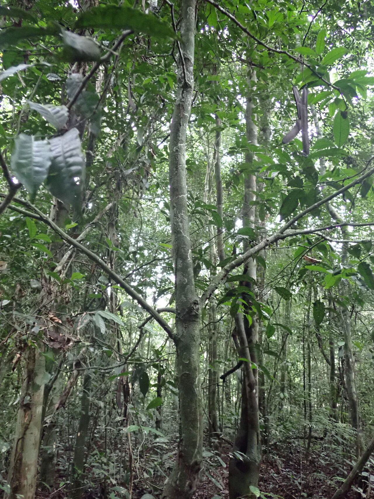 Salacia pallescens habit