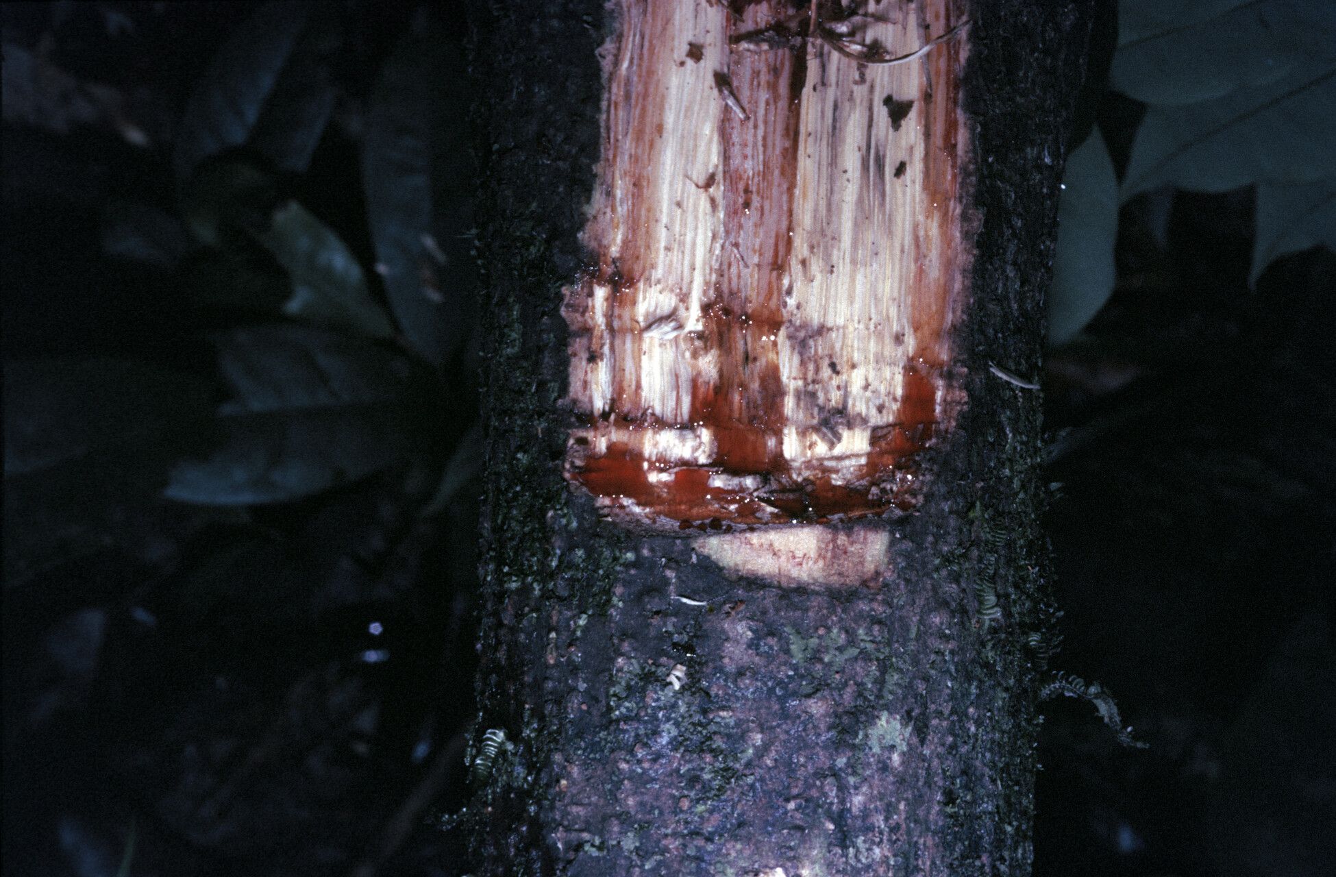 Machaerium leiophyllum bark