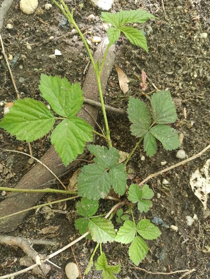 Rubus flagellaris leaf