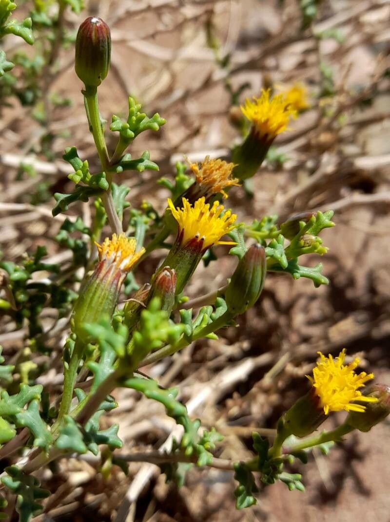 Senecio viridis flower