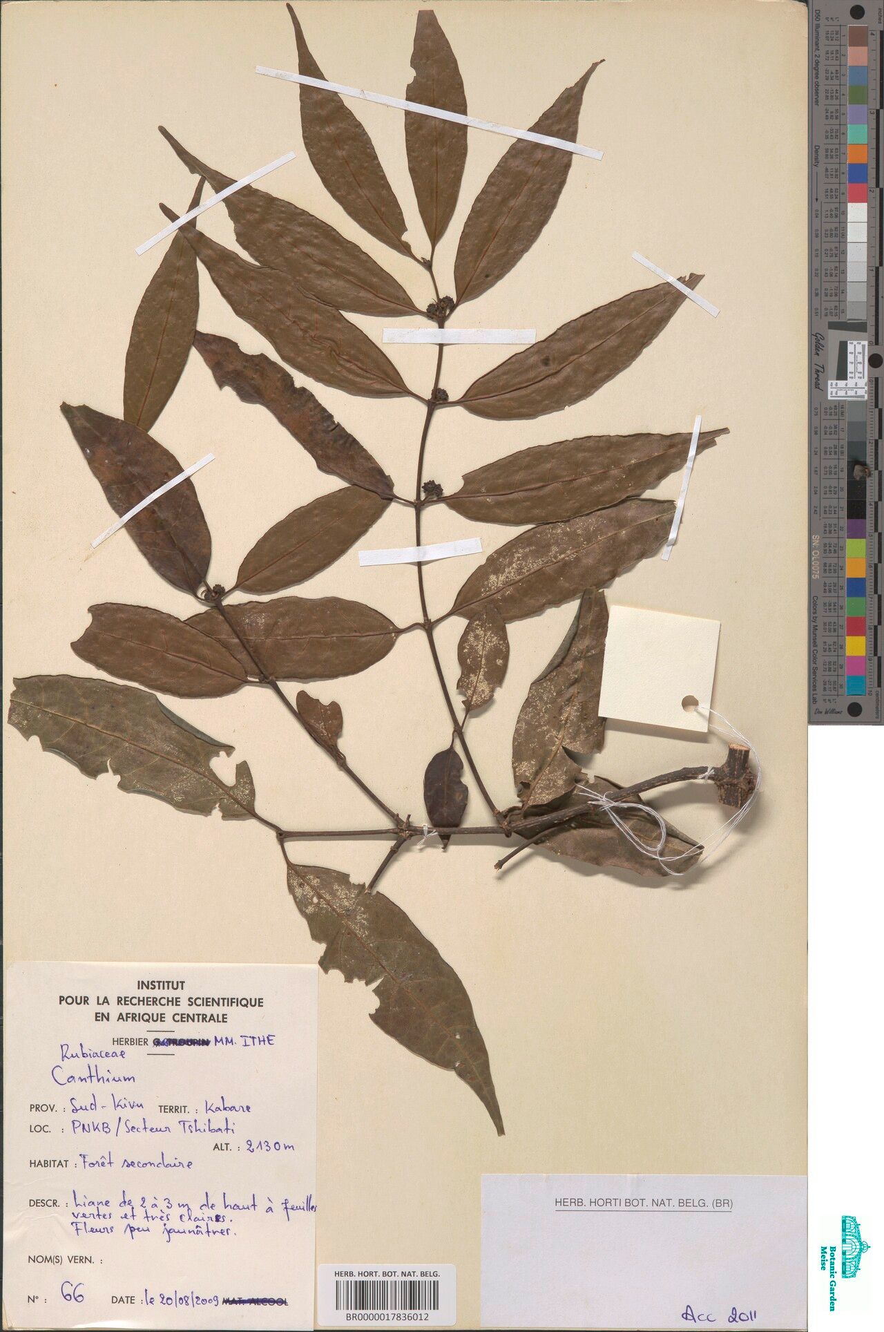 Keetia angustifolia — related species from the same genus