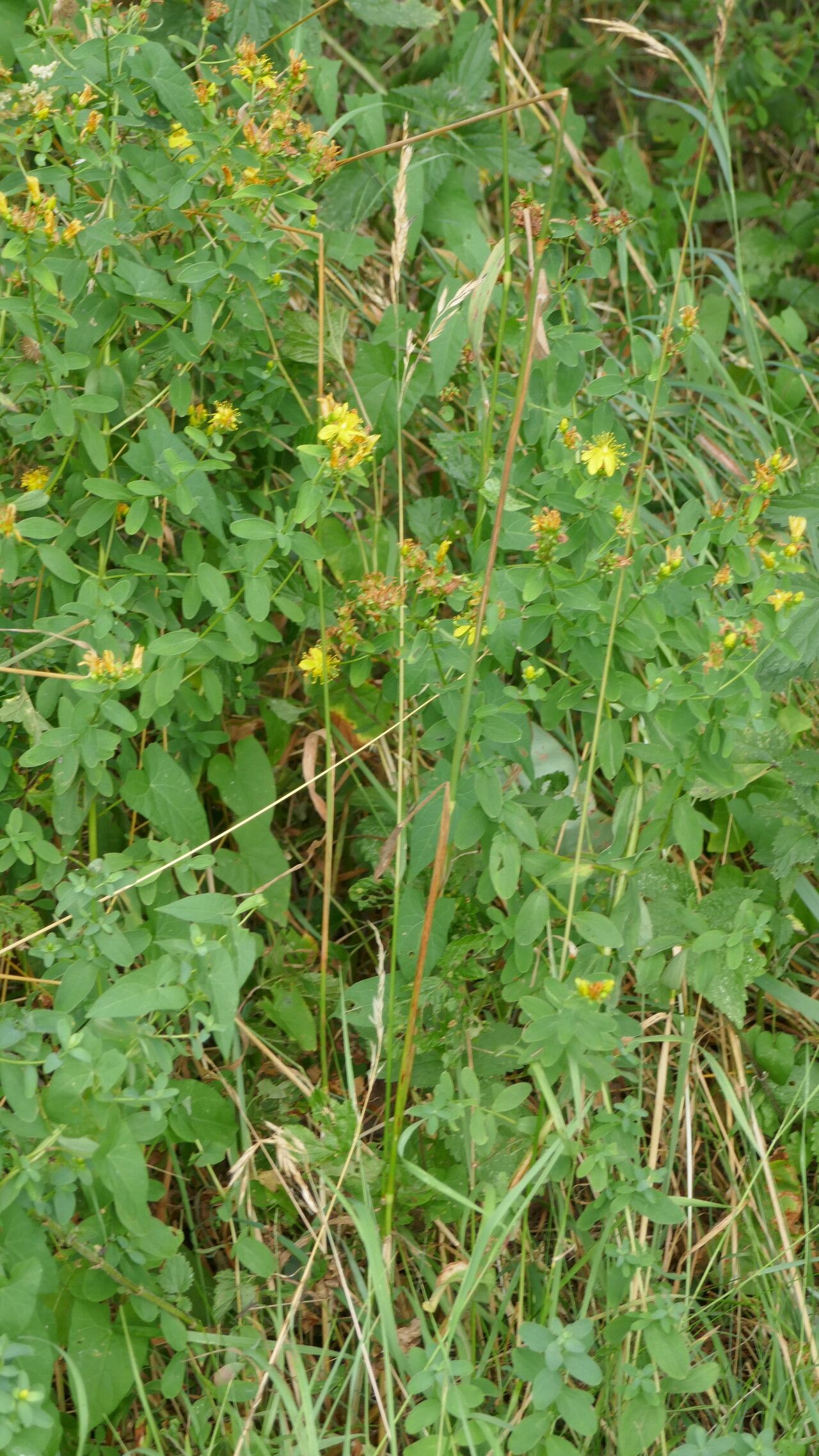 Hypericum scouleri leaf