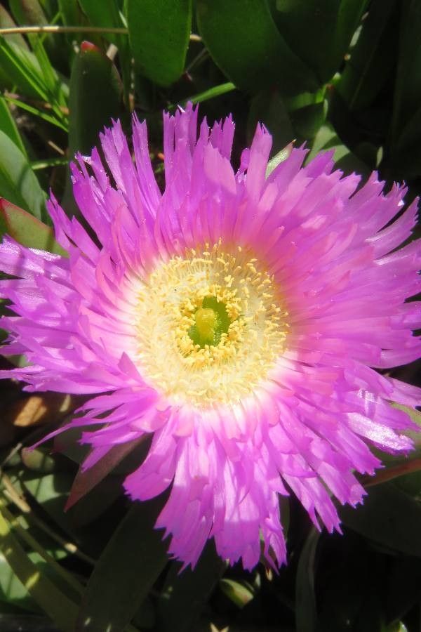 Carpobrotus aequilaterus flower