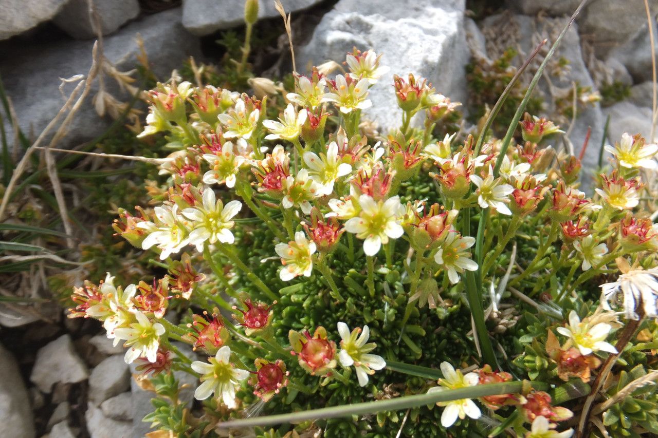Saxifraga exarata flower