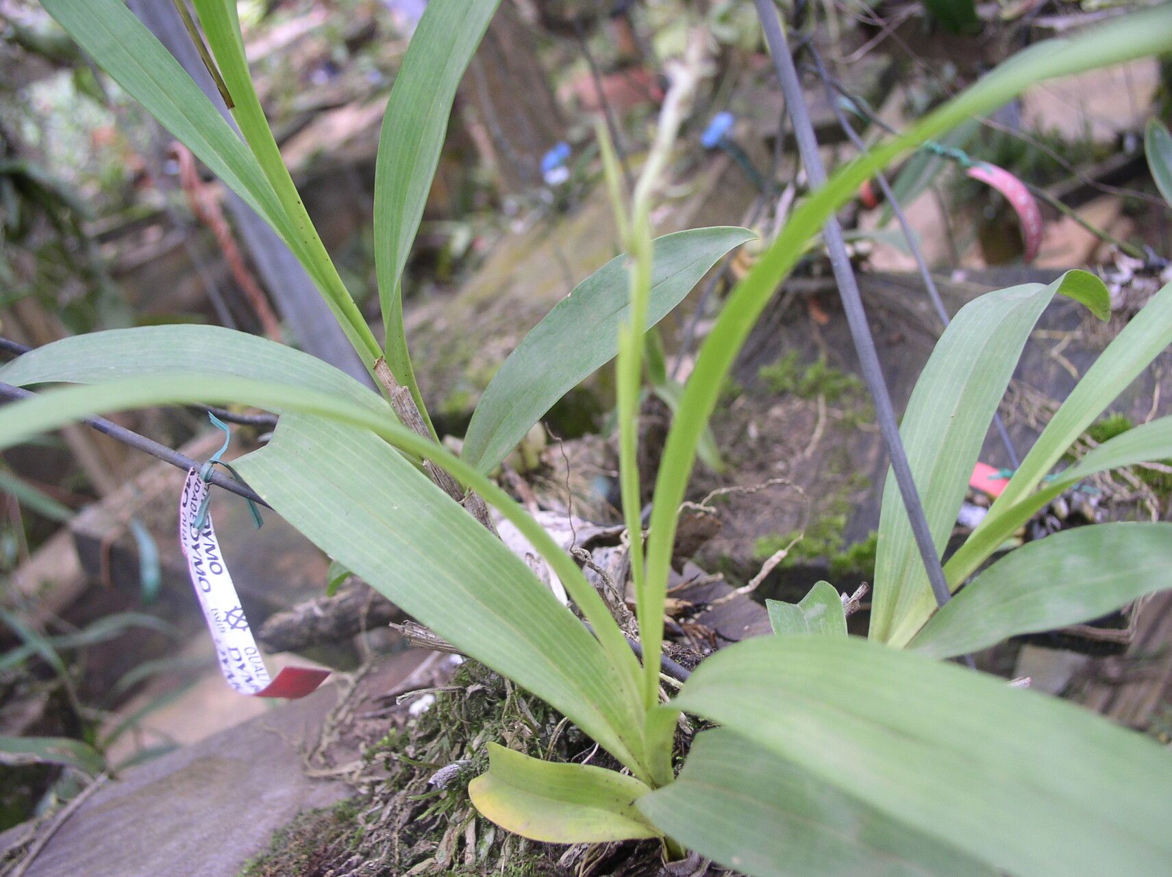 Polystachya odorata — houseplant care guide