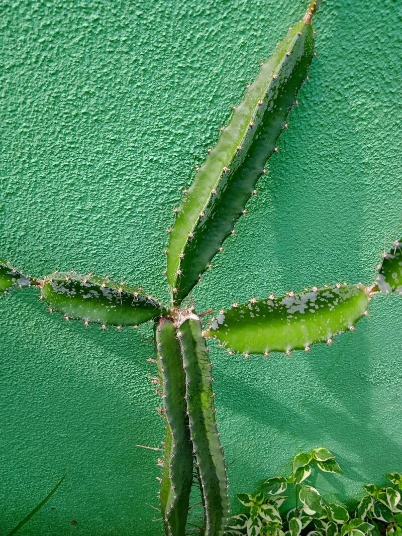 Hylocereus costaricensis