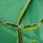 Hylocereus costaricensis