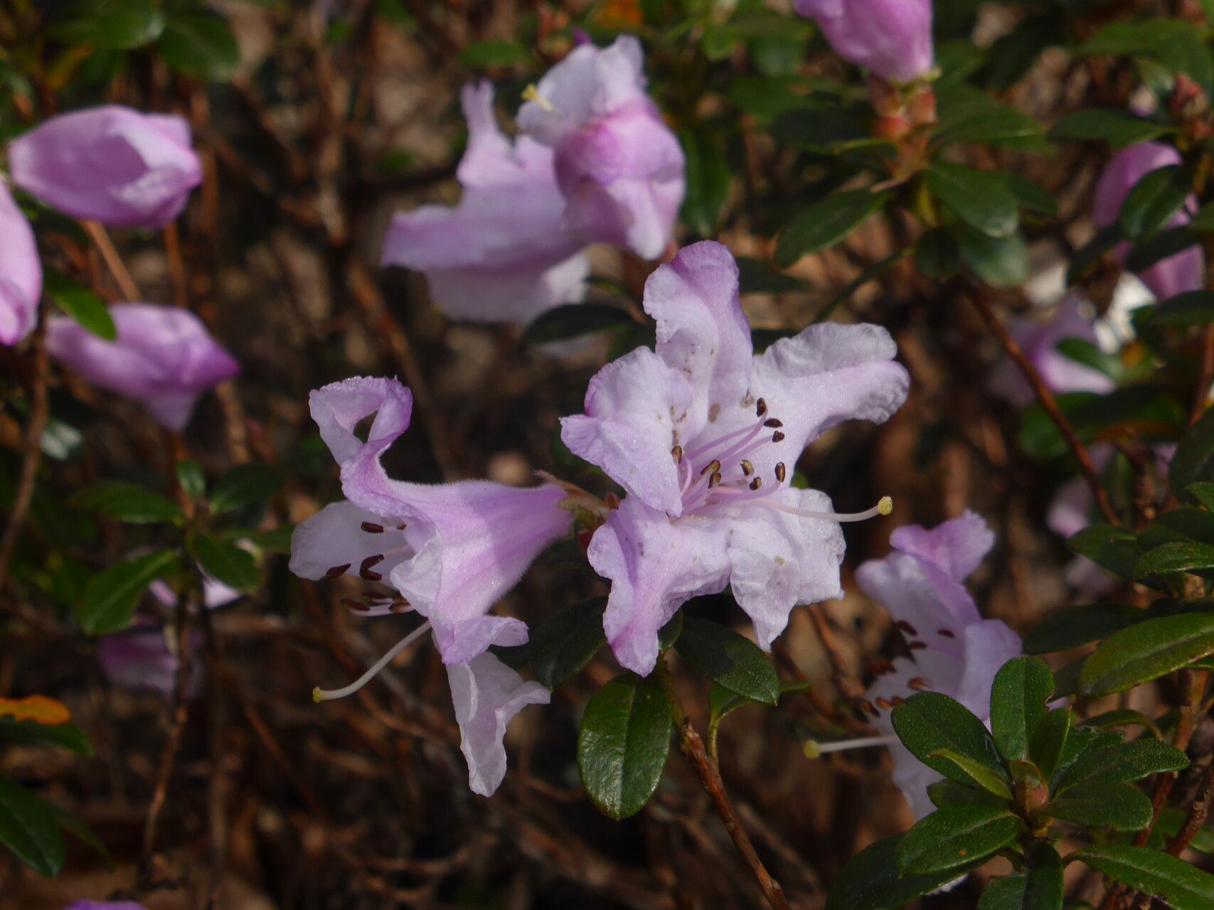 Rhododendron pemakoense — houseplant care guide