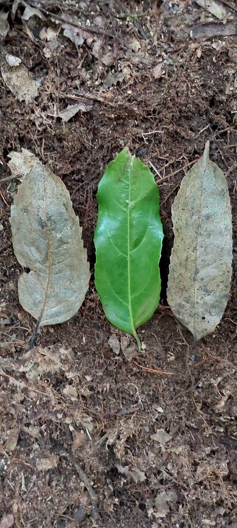 Drypetes gossweileri — houseplant care guide