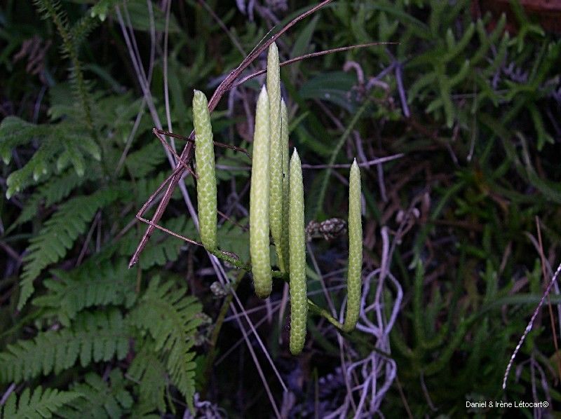 Pseudodiphasium volubile fruit