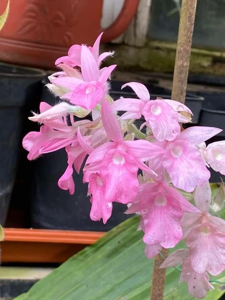 Calanthe rosea — houseplant care guide