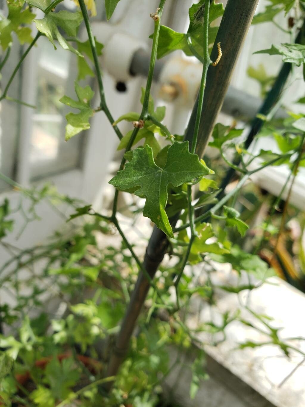 Ibervillea hypoleuca — related species from the same genus