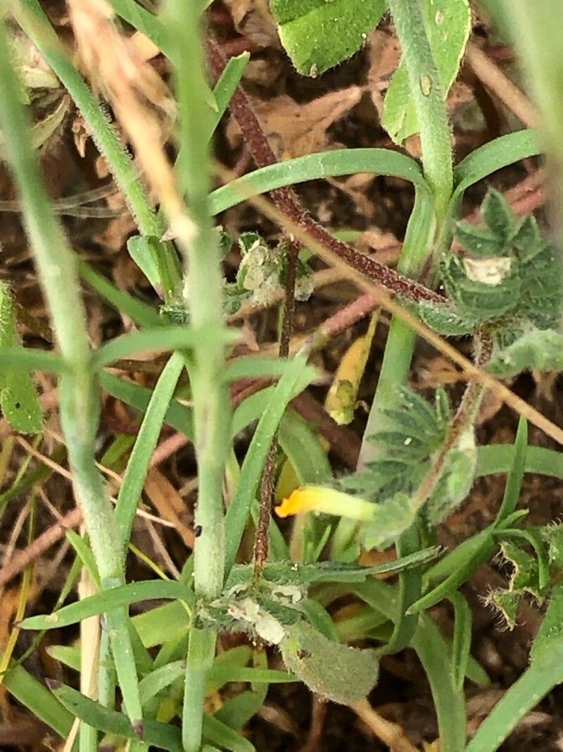 Petrorhagia velutina — houseplant care guide