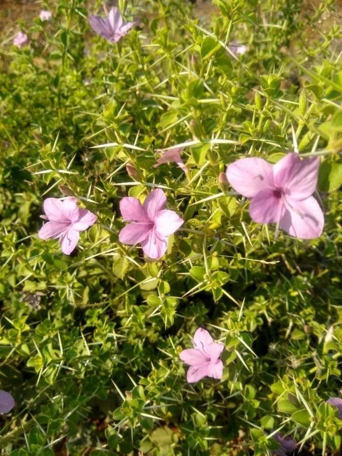 Barleria buxifolia — houseplant care guide