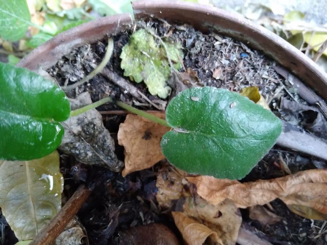 Dorstenia brasiliensis leaf
