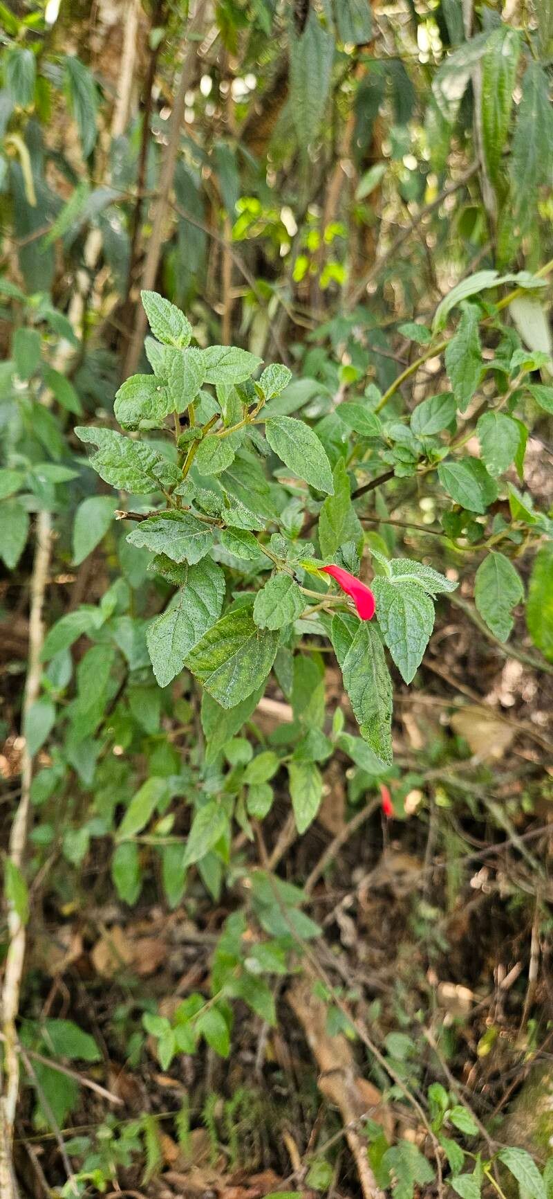 Scutellaria incarnata flower