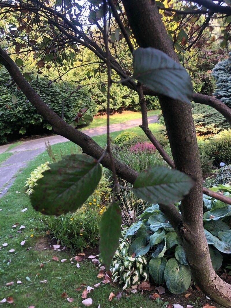 Hedlundia pekarovae — search result for 'Hedlundia'