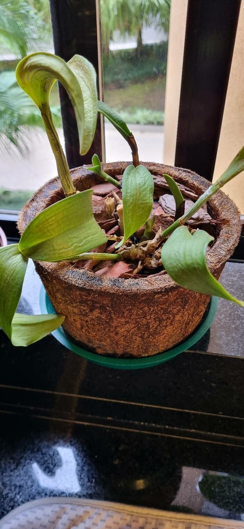 Cattleya × brasiliensis — search result for 'Cattleya'