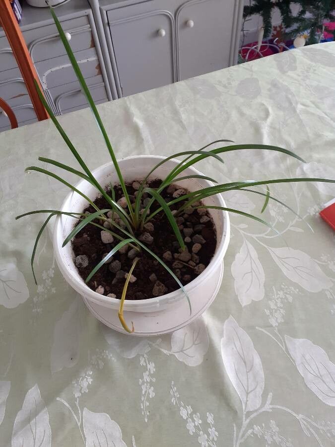 Zephyranthes Candida leaf