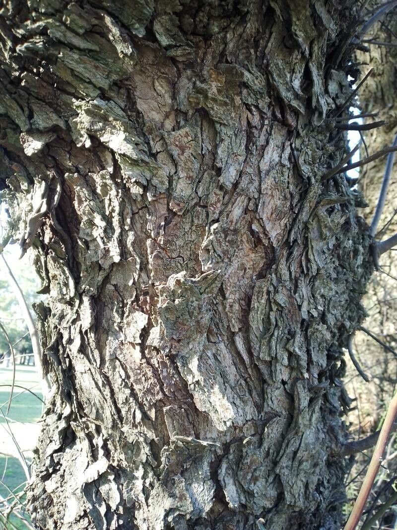 Schinus areira bark