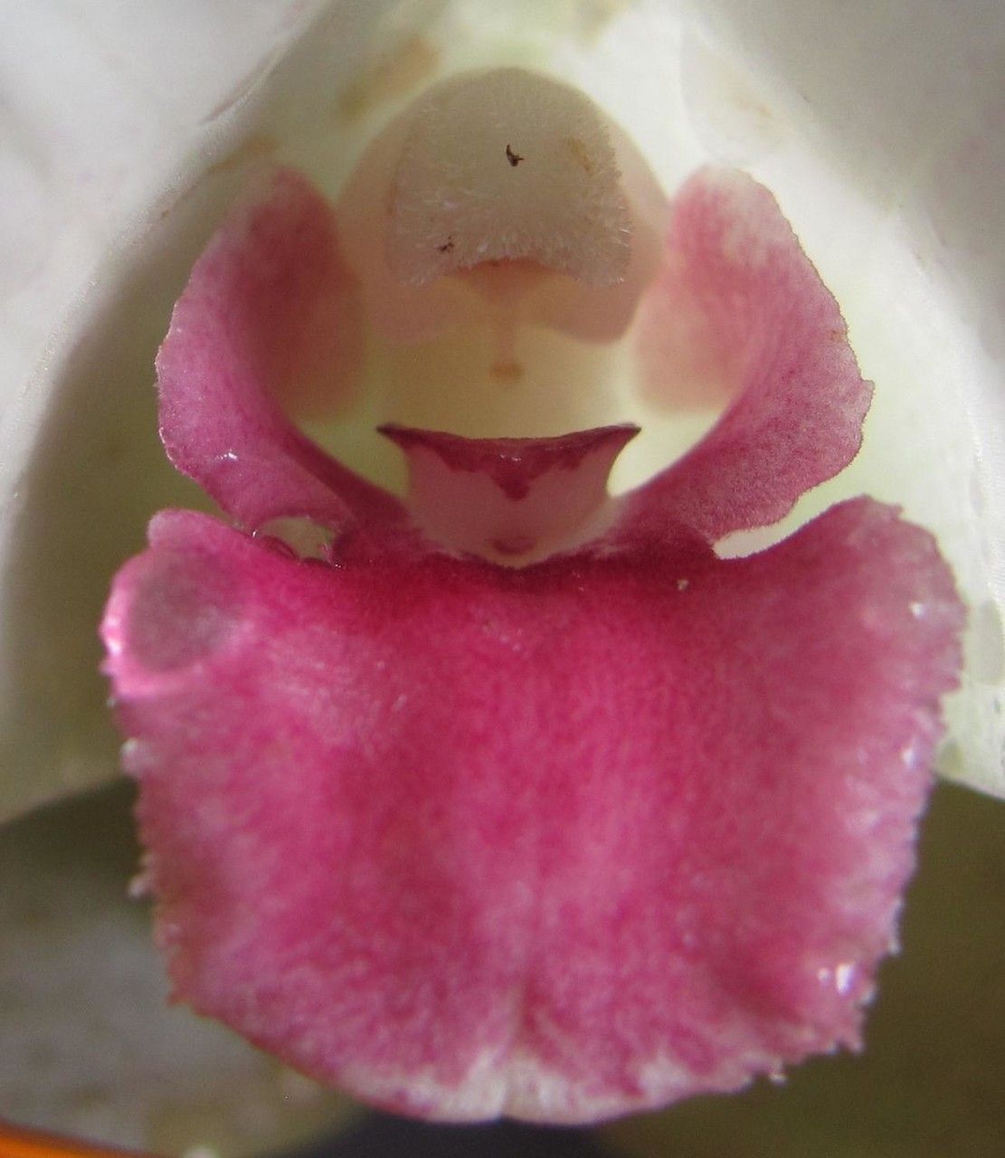 Lycaste puntarenasensis flower