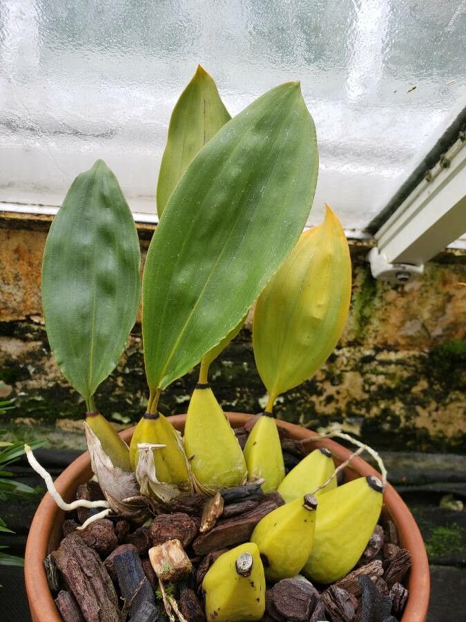 Bifrenaria harrisoniae habit