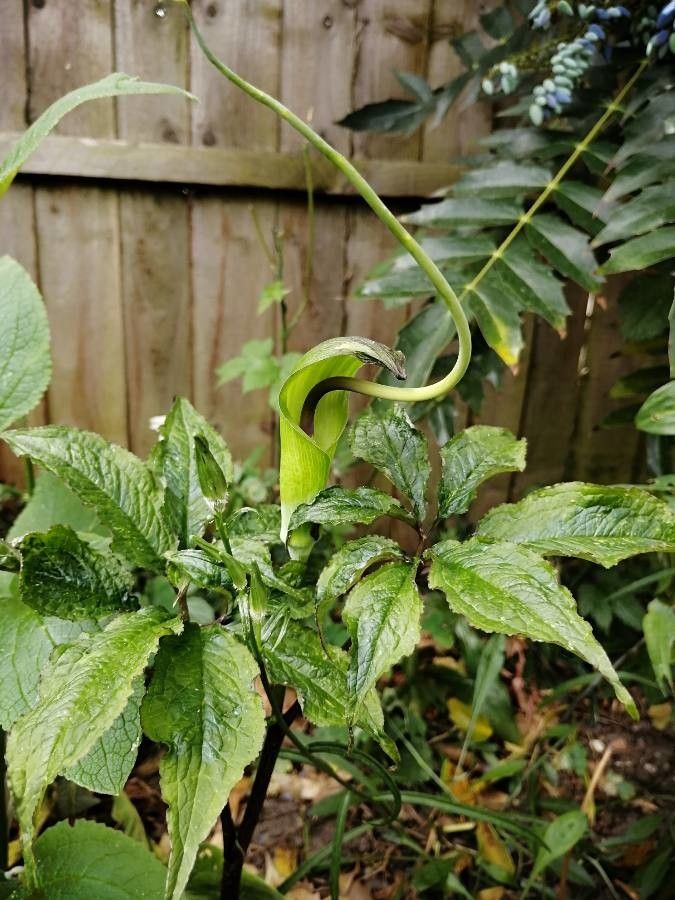 Arisaema tortuosum flower
