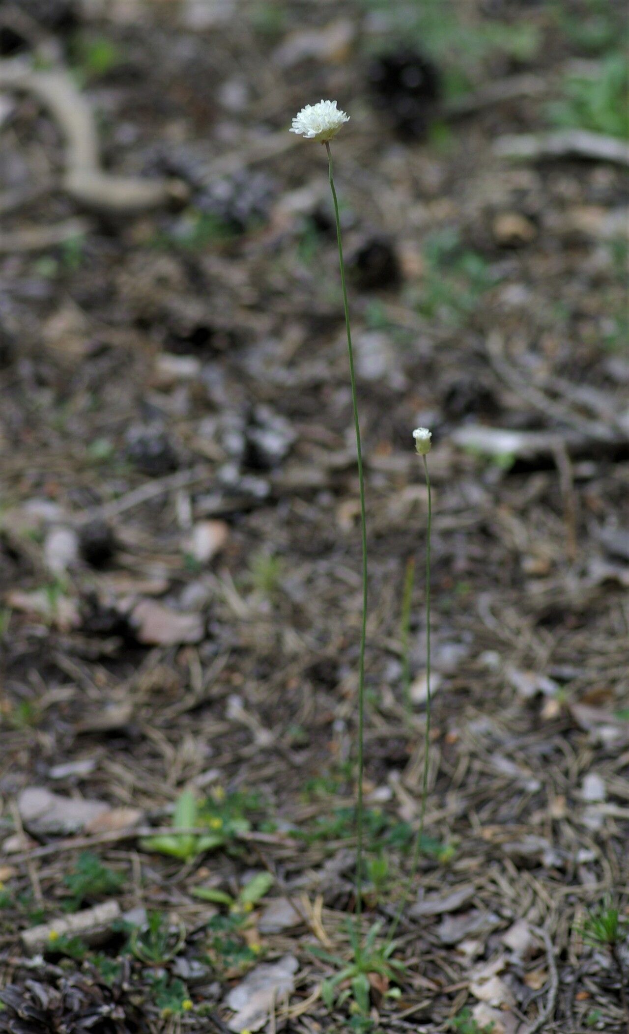 Armeria alliacea habit